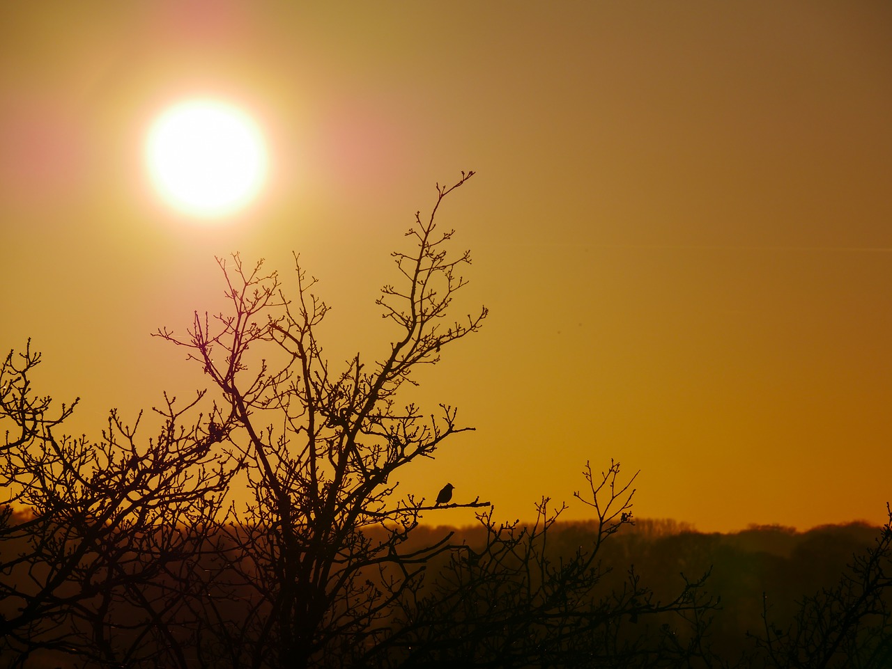 Image - sun bird birds tree wildlife