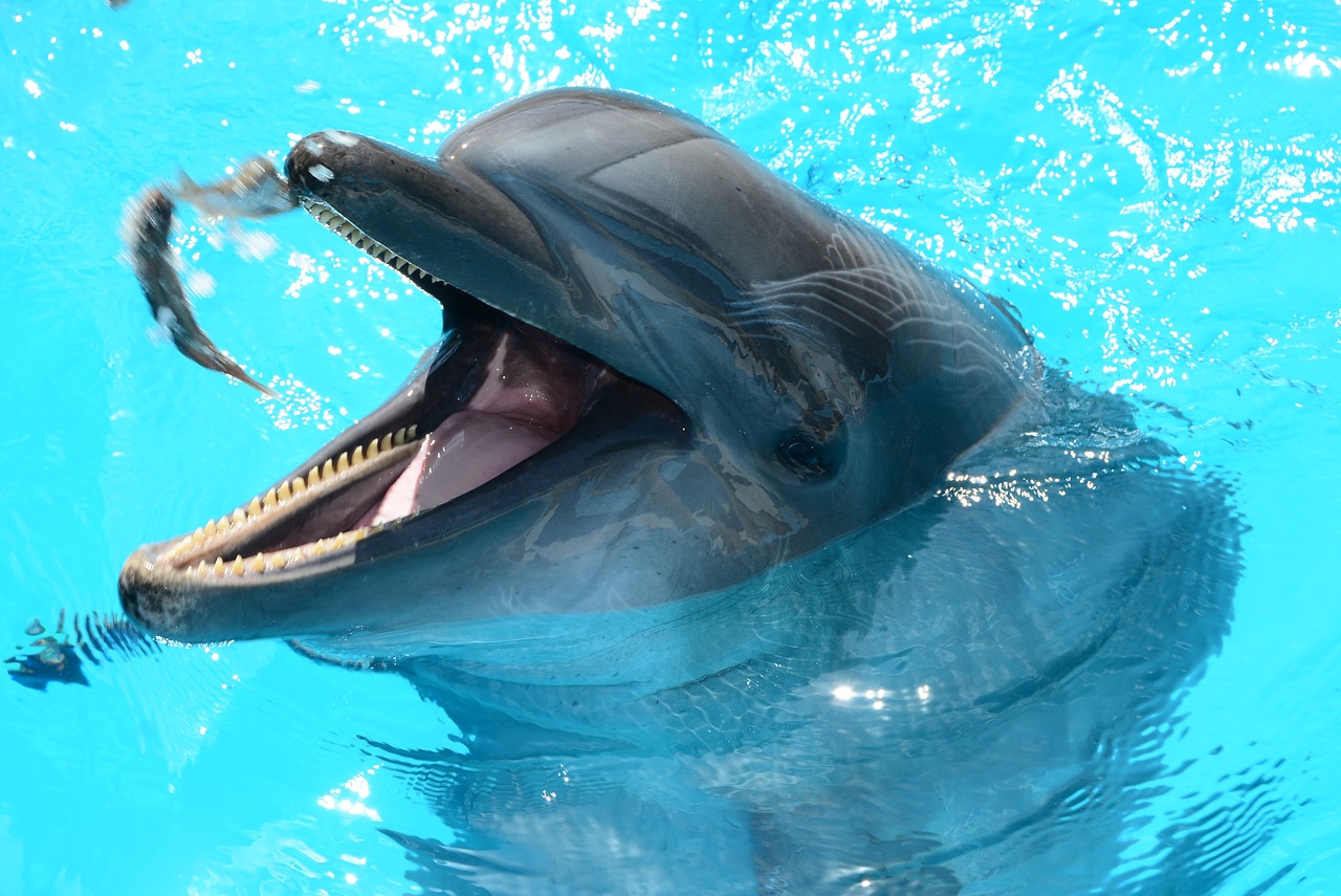 Image - dolphins marine life fish in water