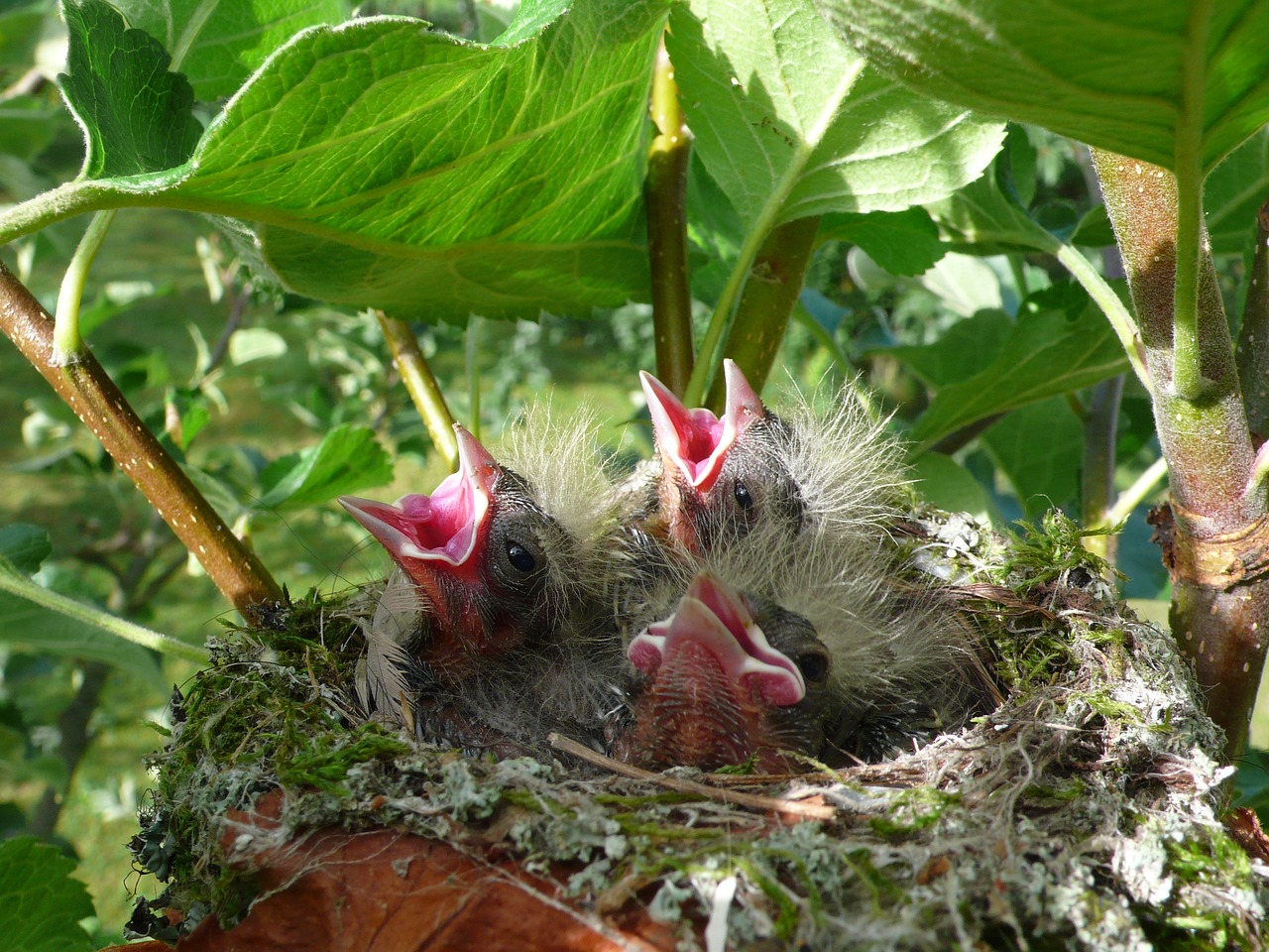 Image - chick spring birds life