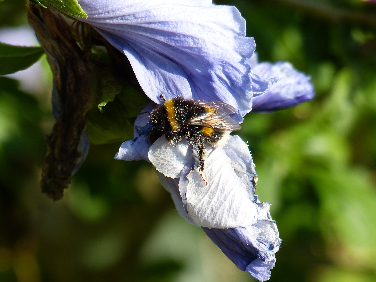 Image - hummel hibiscus blossom bloom