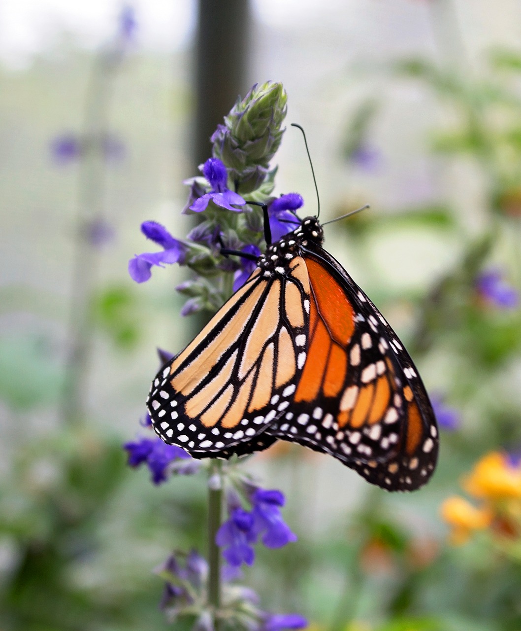 Image - monarch flower insect butterfly