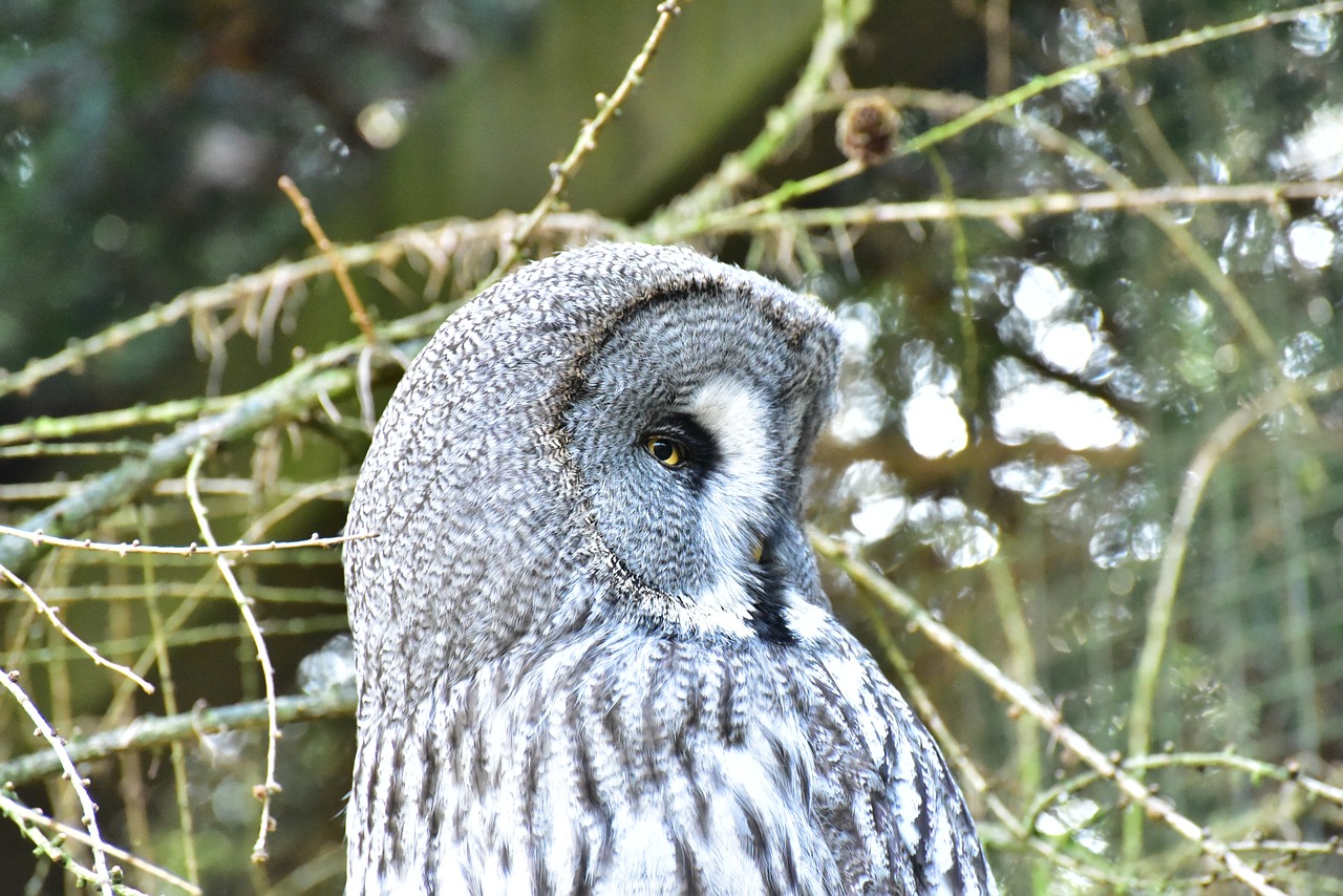 Image - owl snowy owl bird feather animal