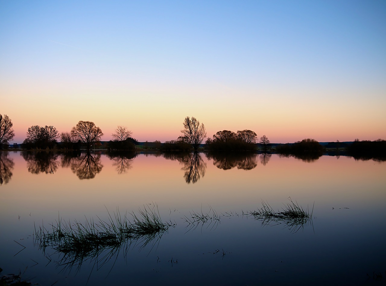 Image - evening tree silhouette background