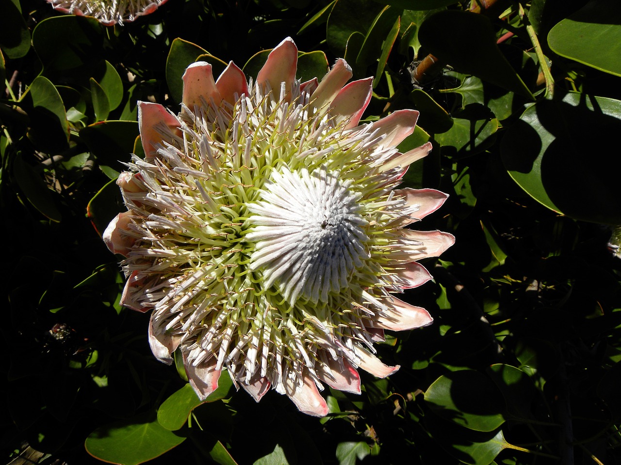 Image - protea flower new zealand botanic