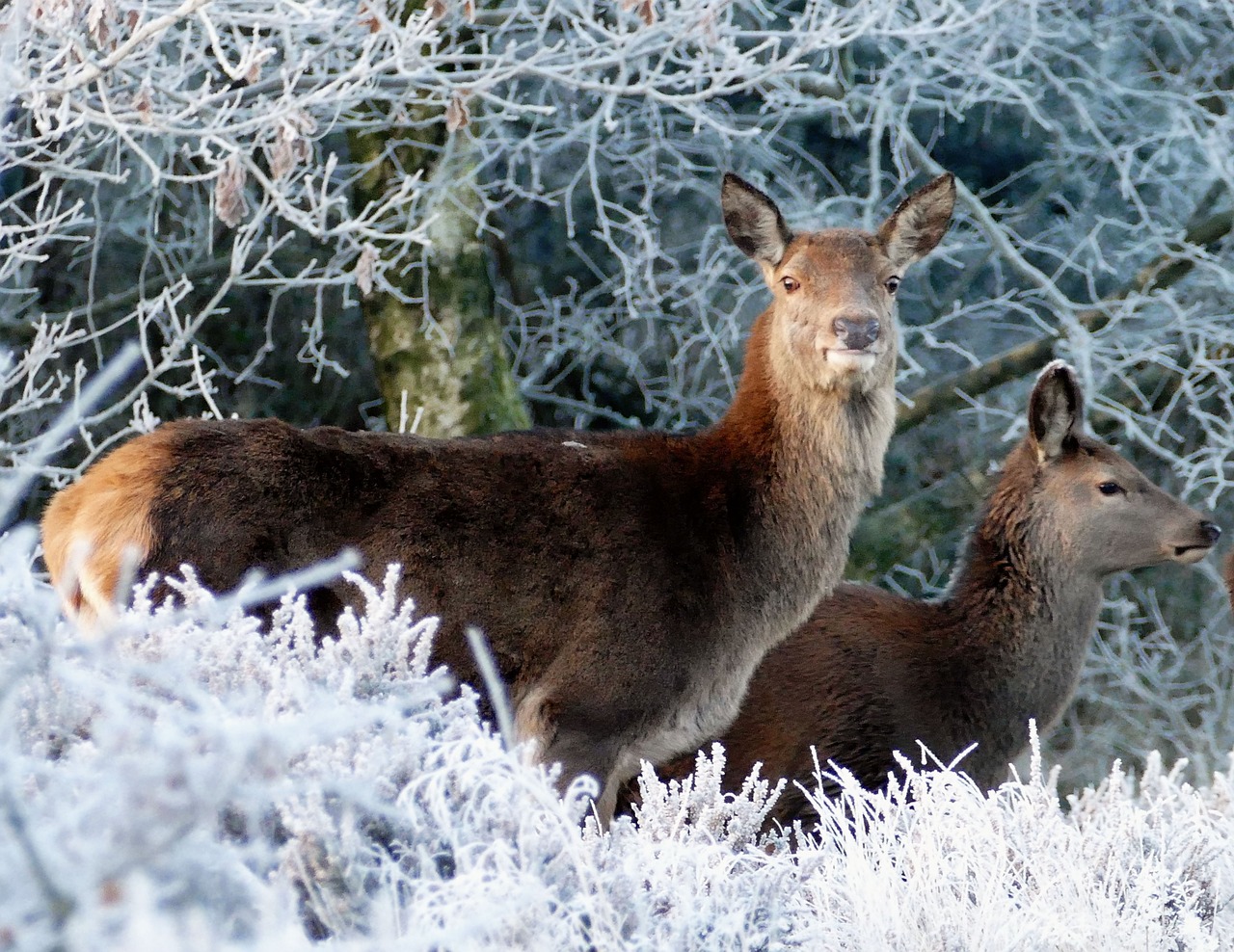 Image - deer animals nature wild wildlife
