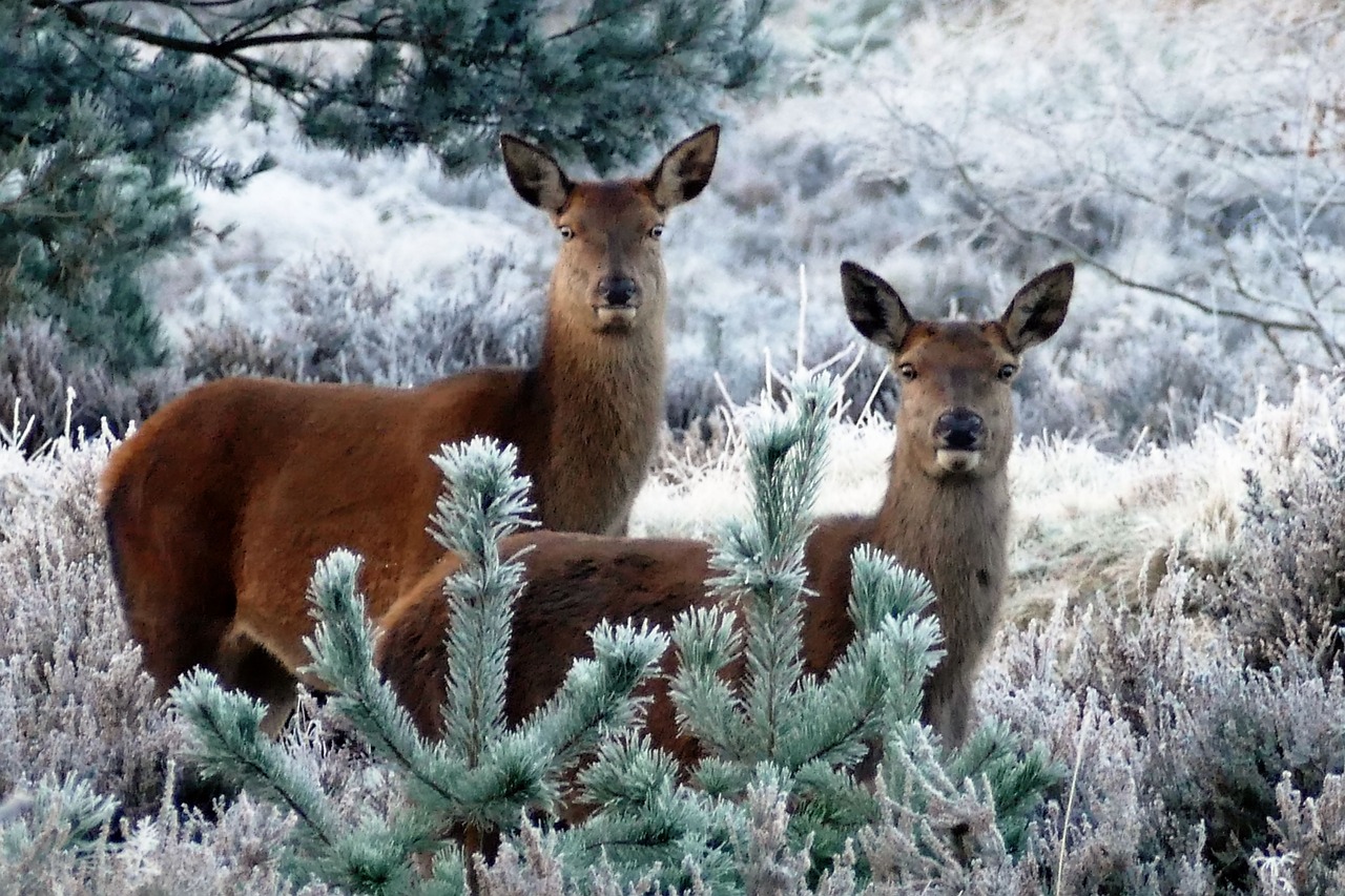 Image - deer animals nature wild wildlife