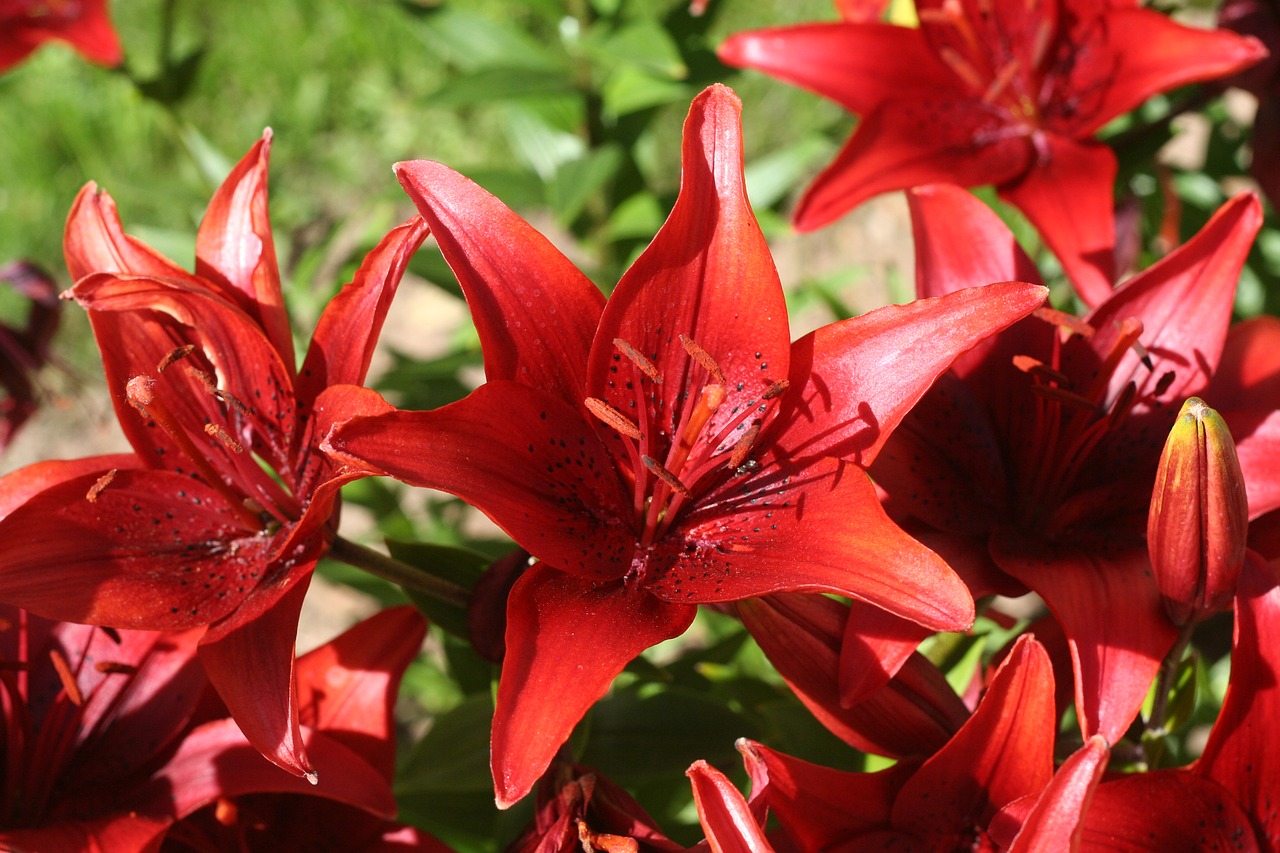 Image - flowers lily red flower fragrance