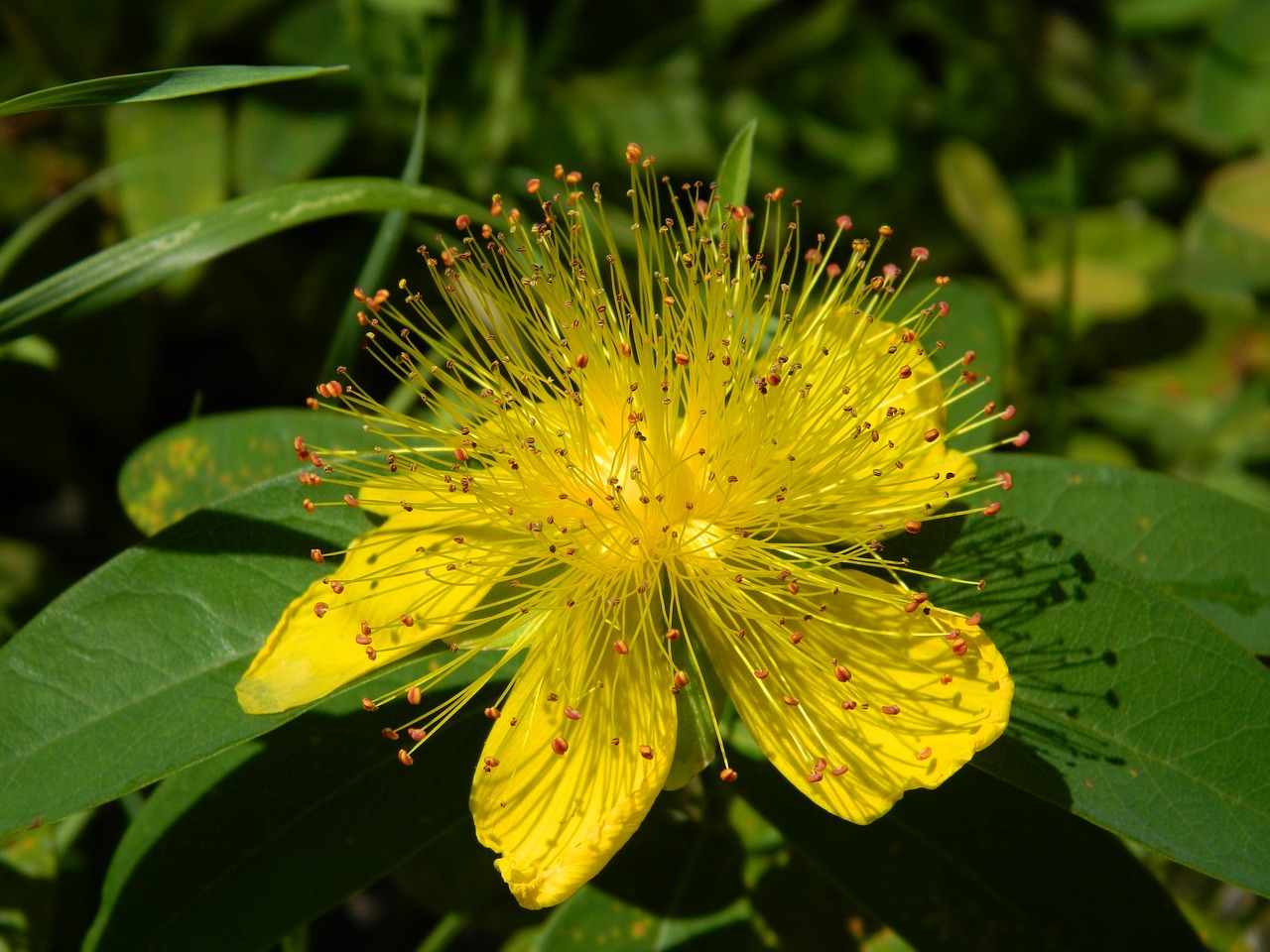 Image - tutsan yellow closeup r keithii