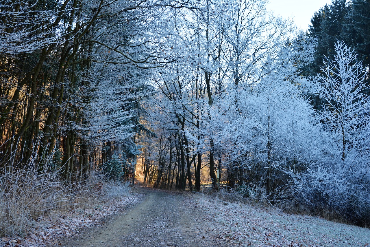 Image - forest path winter hoarfrost forest