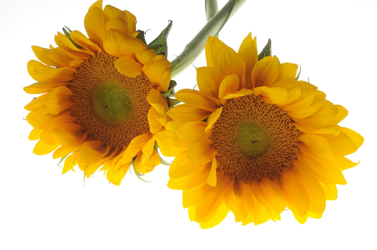 Image - sunflower flower yellow