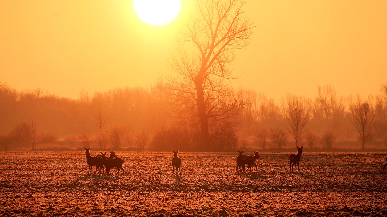 Image - sunrise landscape sun