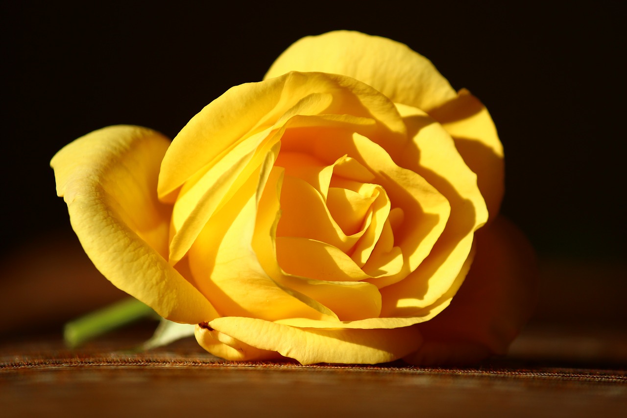 Image - yellow rose innocent beautiful