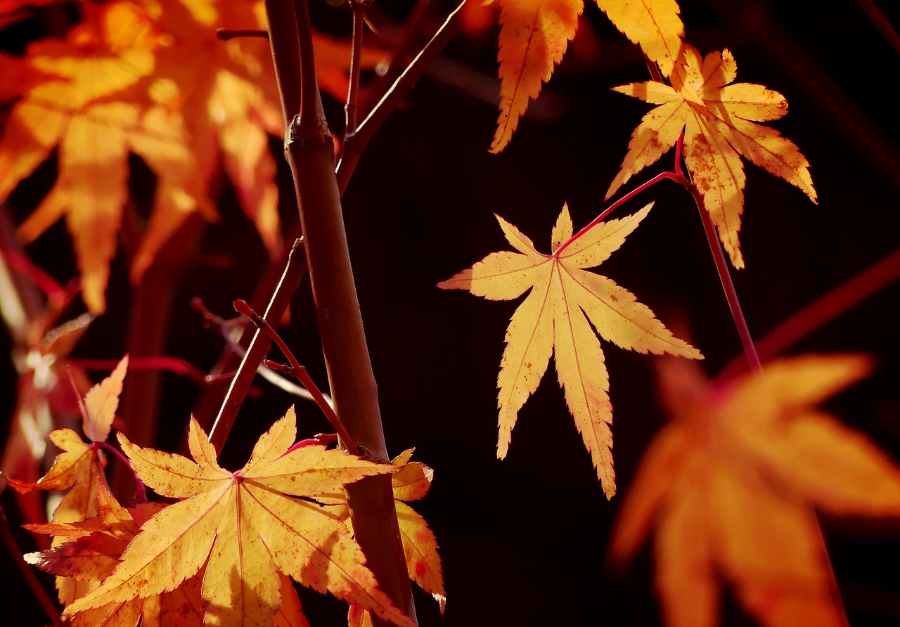 Image - maple maple leaves maple bush plant