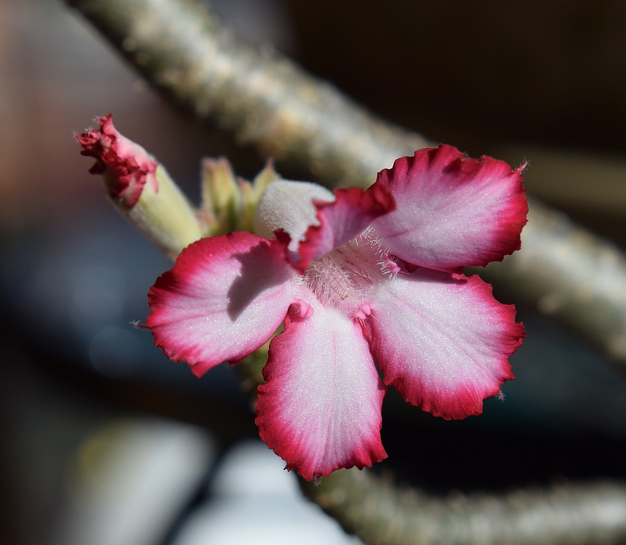 Image - desert rose flower blossom bloom