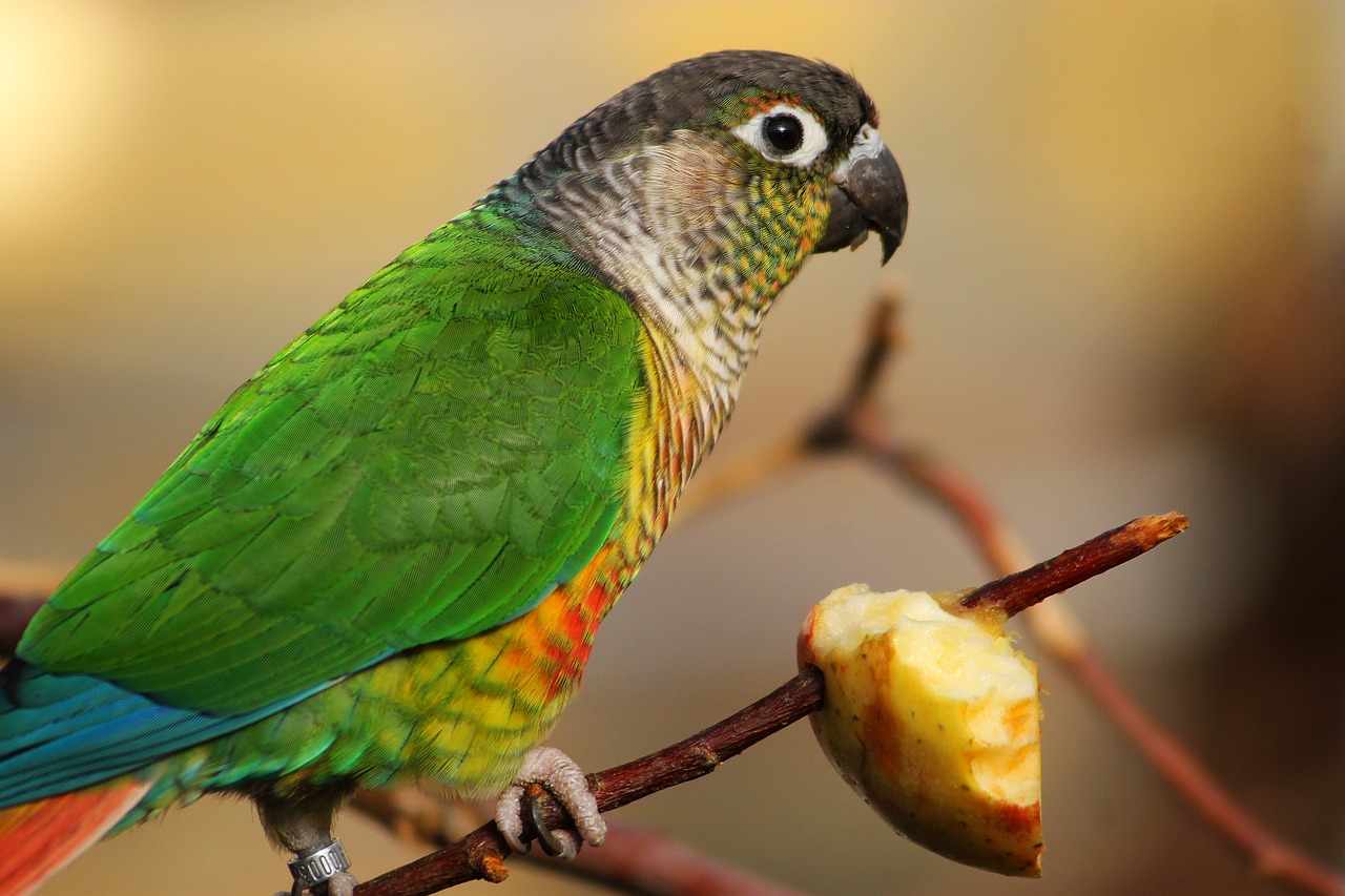 Image - bird parrot feeding color feather