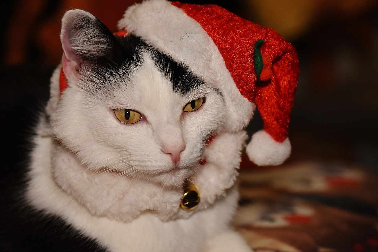 Image - cat christmas santa hat funny cute