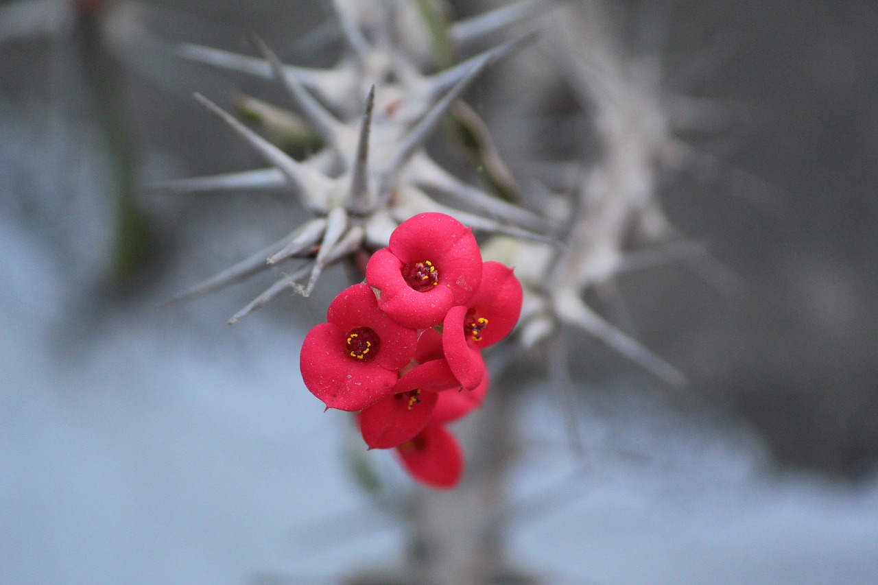 Image - euphorbia milii euphorbia splendens