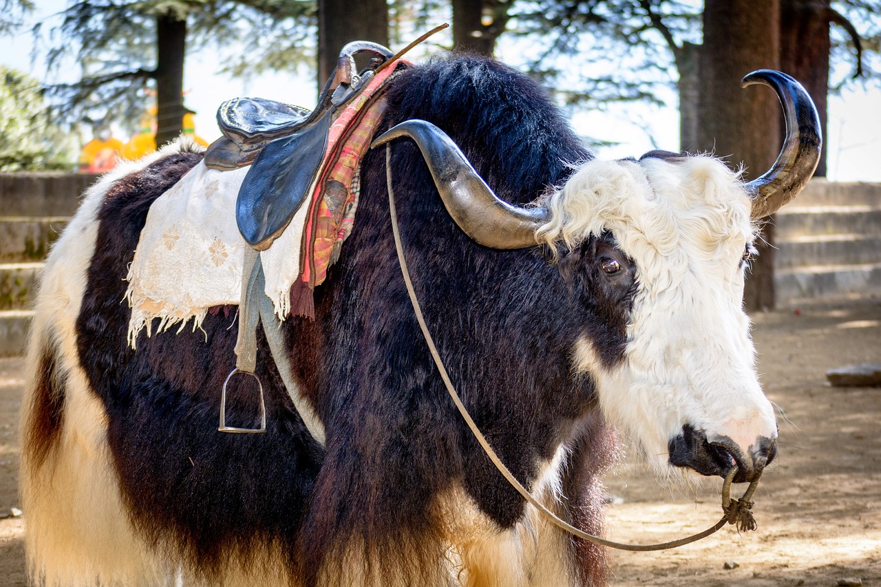 Image - manali himalayas yak cattle horns