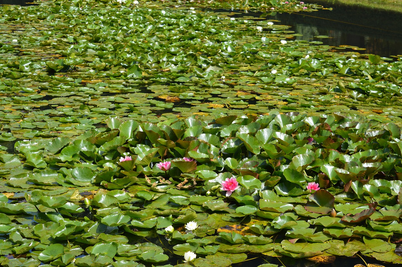 Image - water lily pond water nature frog