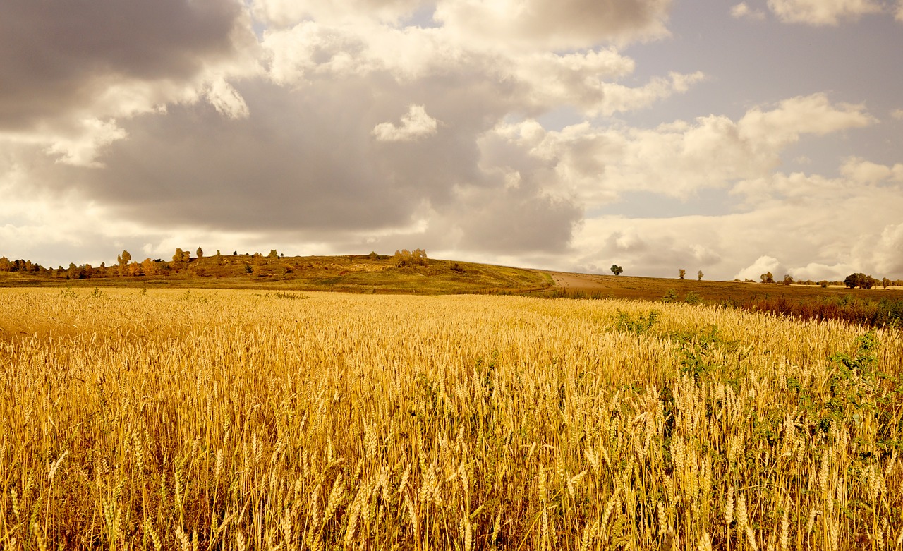 Image - yellow wheat field clouds sky