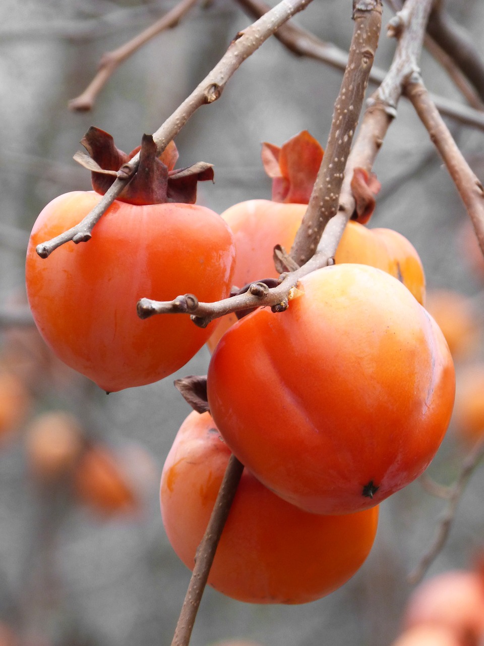 Image - khaki rosewood fruit autumn