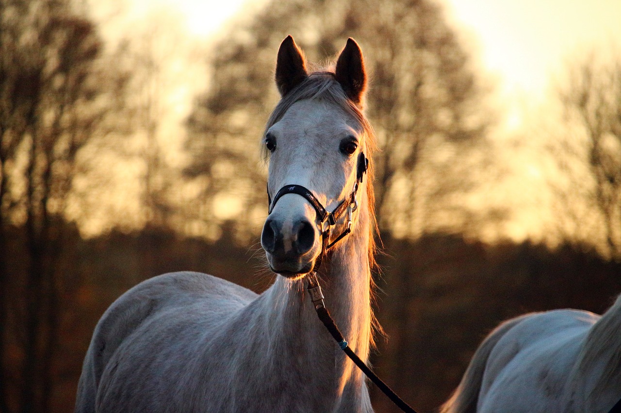 Image - mold horse afterglow
