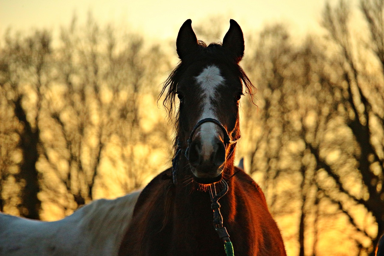 Image - horse evening sky brown