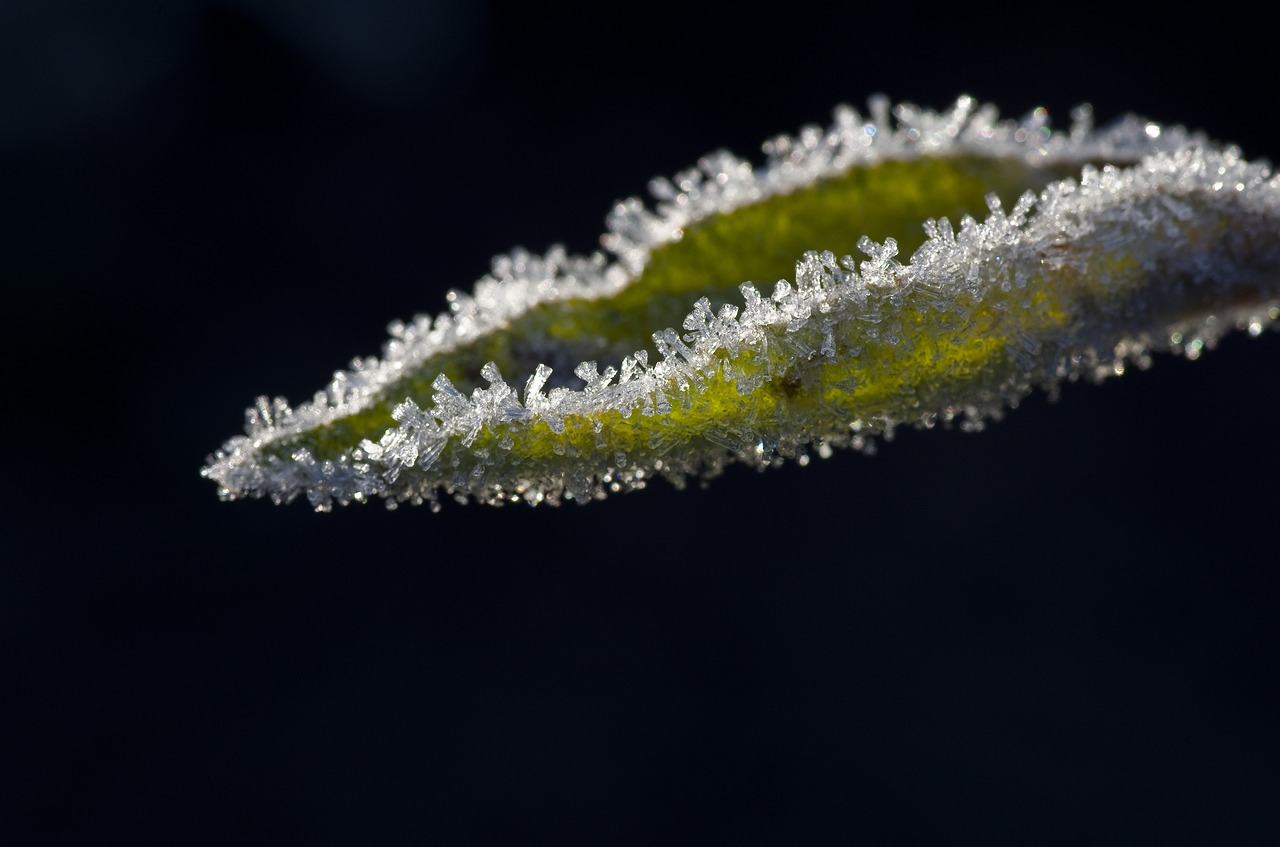 Image - leaves apple frost winter