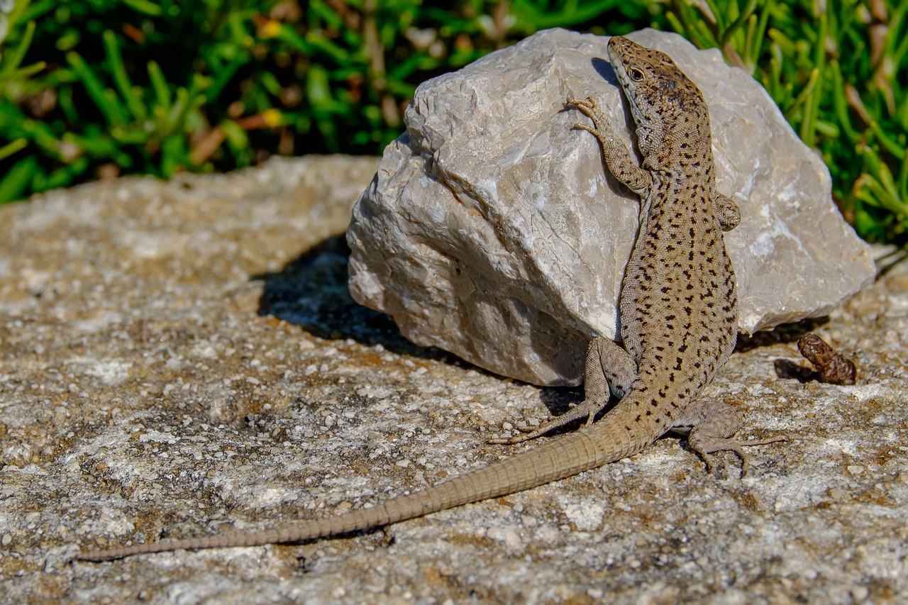 Image - lizard stone reptile animal