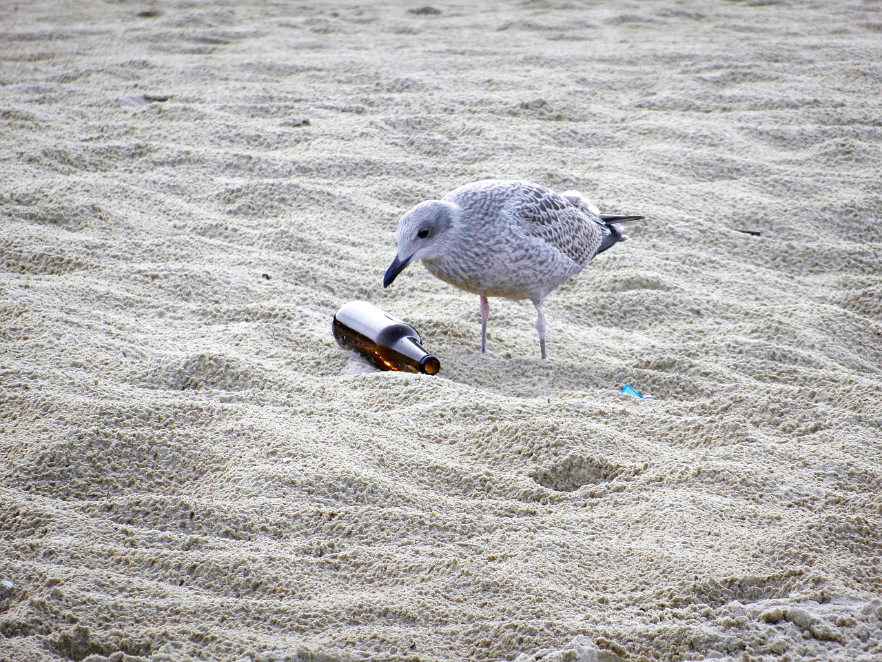 Image - seagull the seagulls fly birds