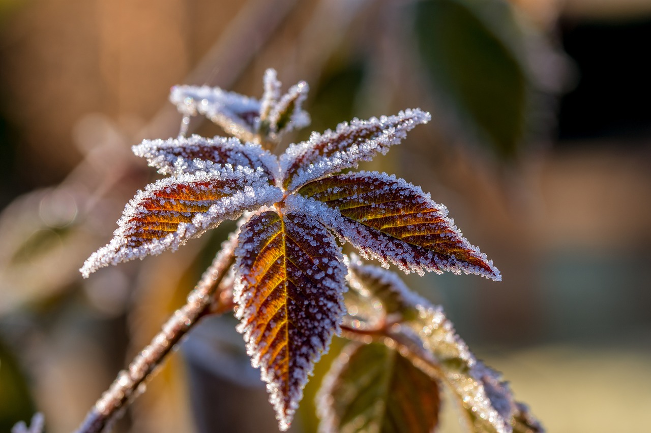 Image - leaves hoarfrost frost cold leaf