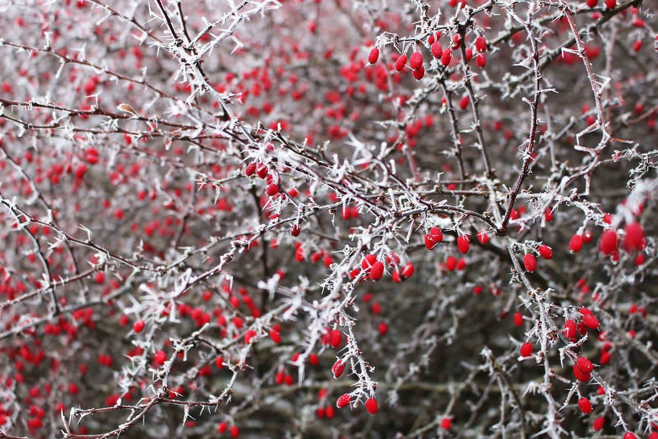 Image - bush plant nature admiration