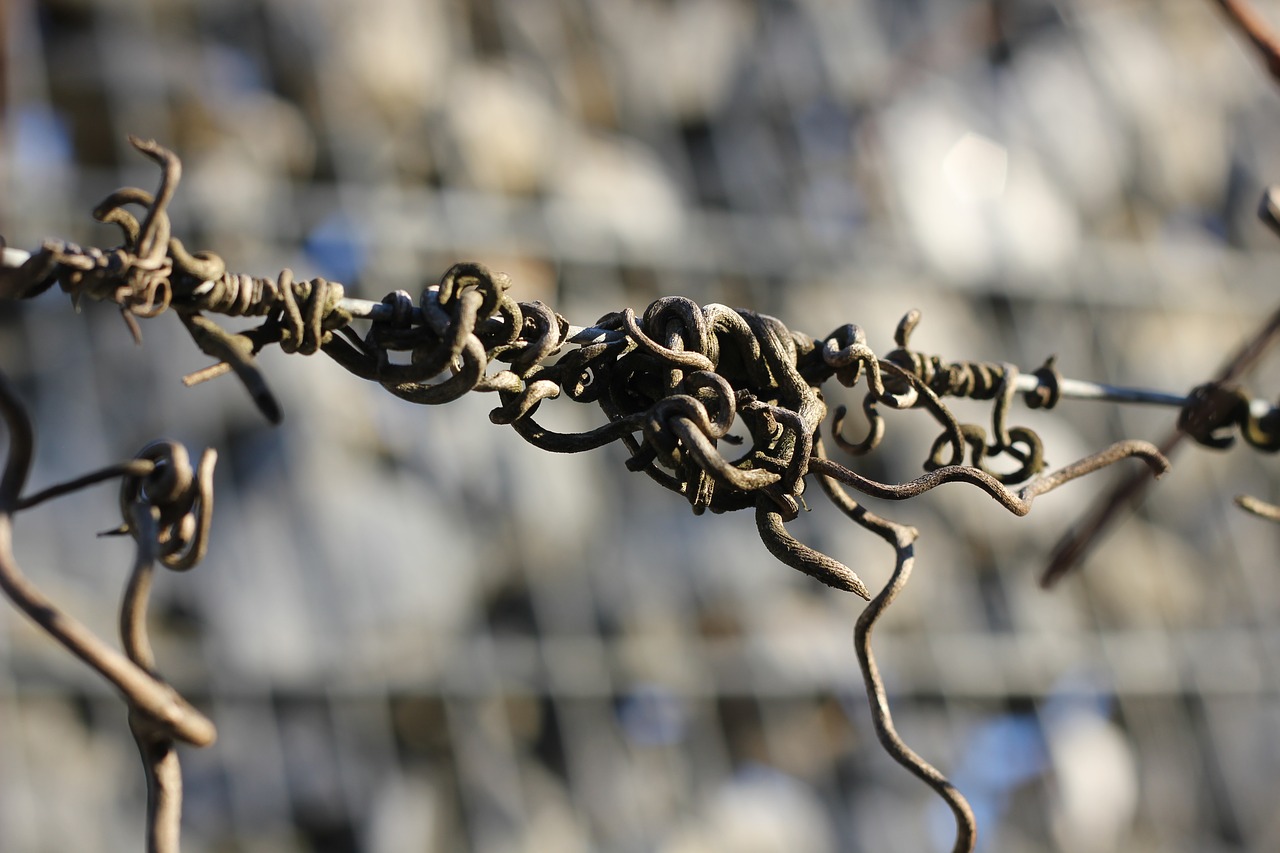 Image - dry wire wood vegetation branch