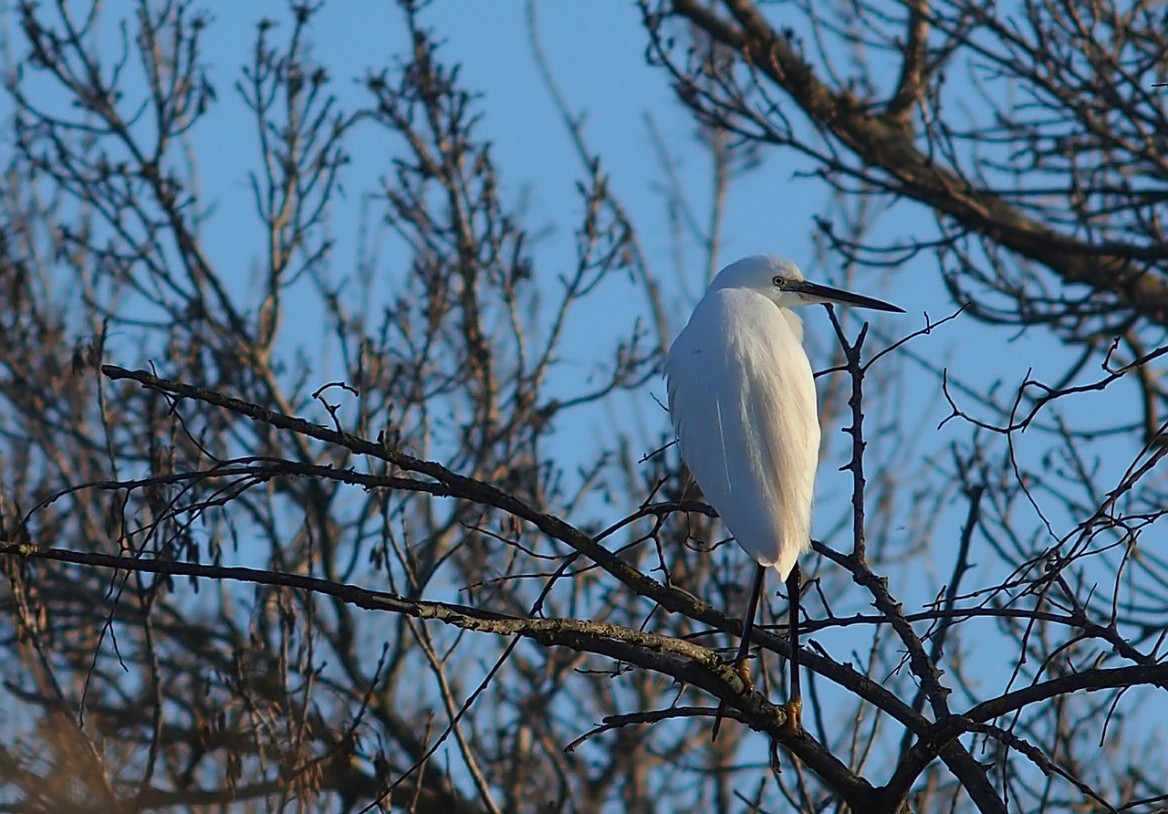 Image - egret nature bird ornithology