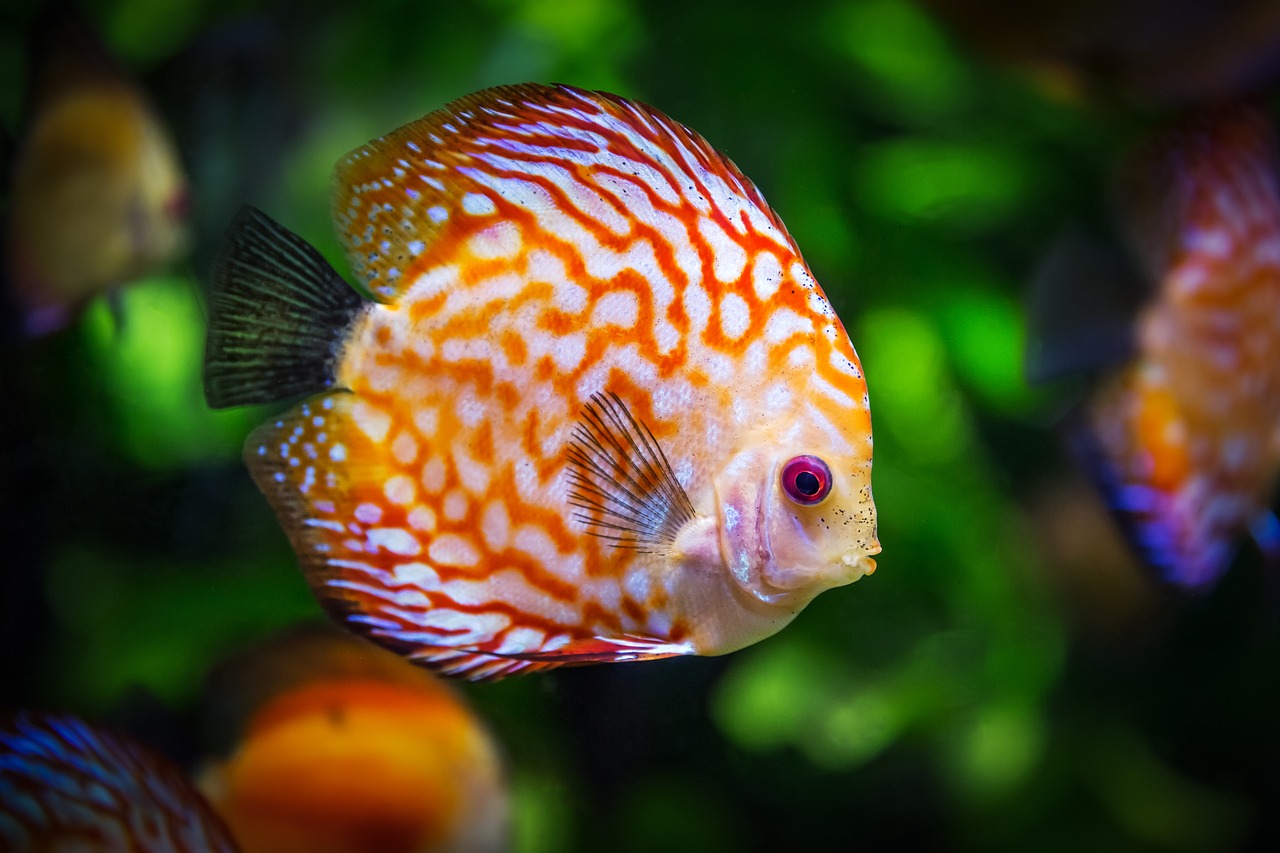 Image - discus fish