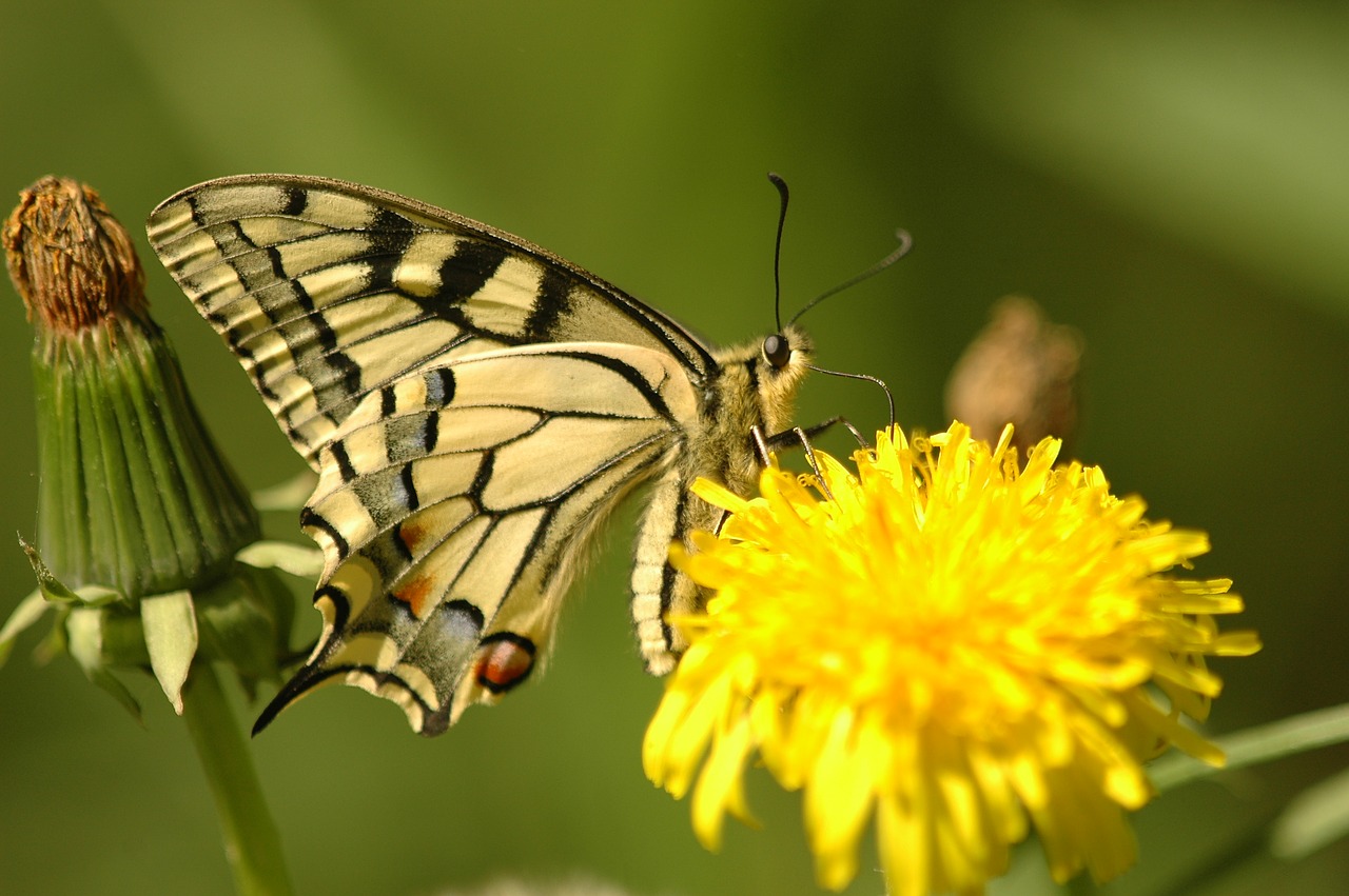 Image - appalachian tiger butterfly insects
