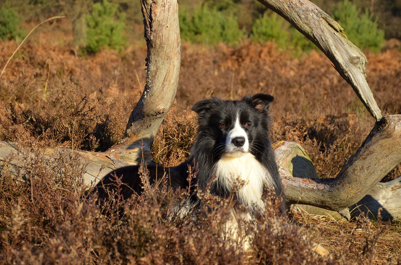 Image - border collie purebred dog