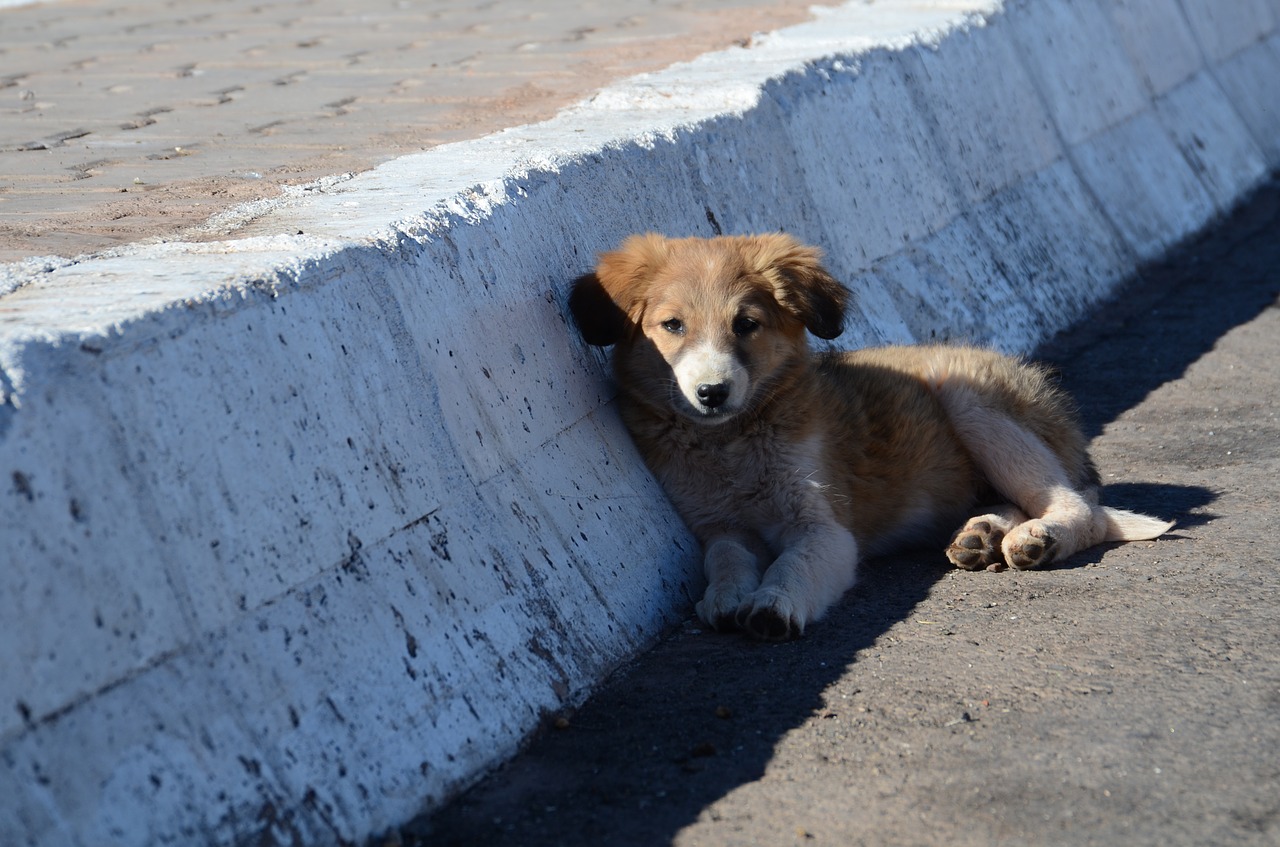 Image - puppy dog roadside young dog
