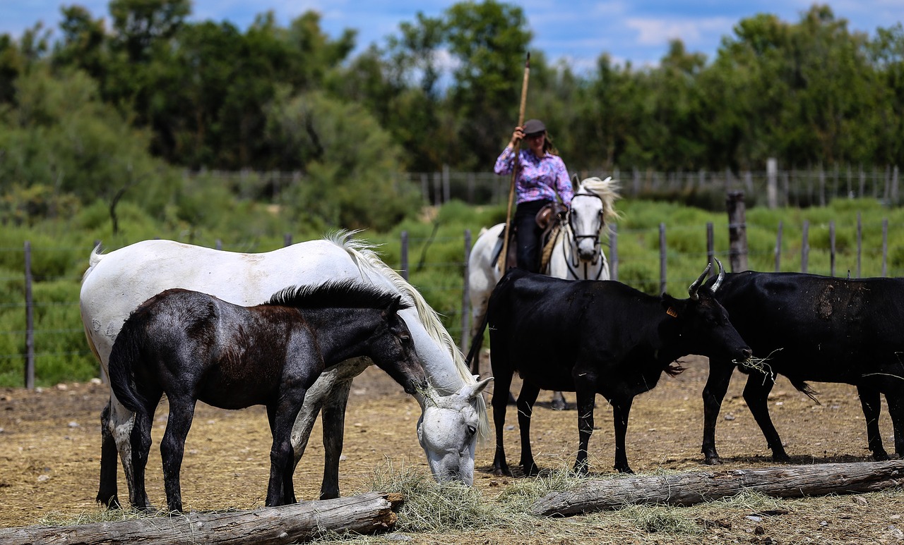 Image - camargue horses gardian manade