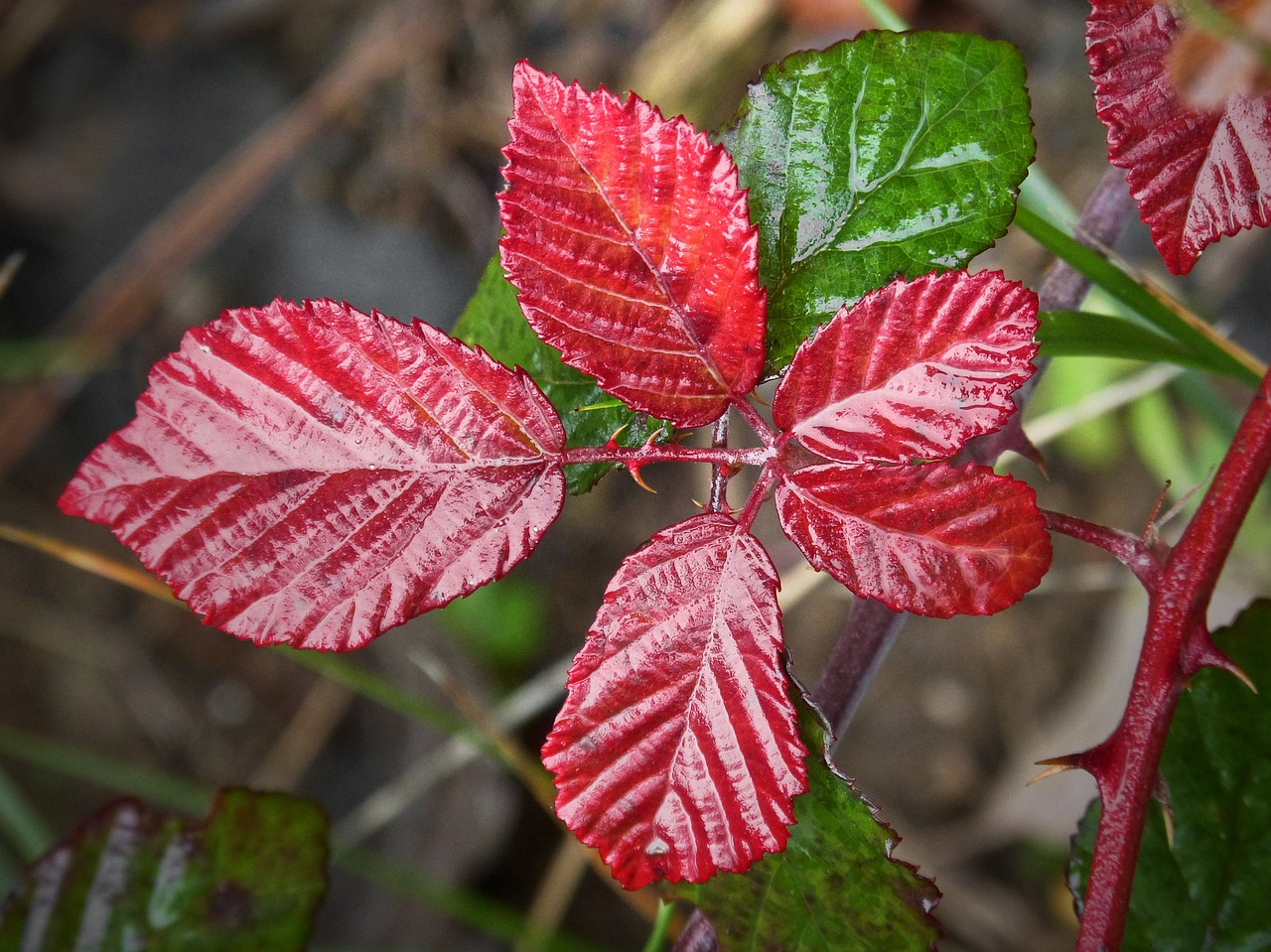 Image - leaf red leaf moisture blackberry