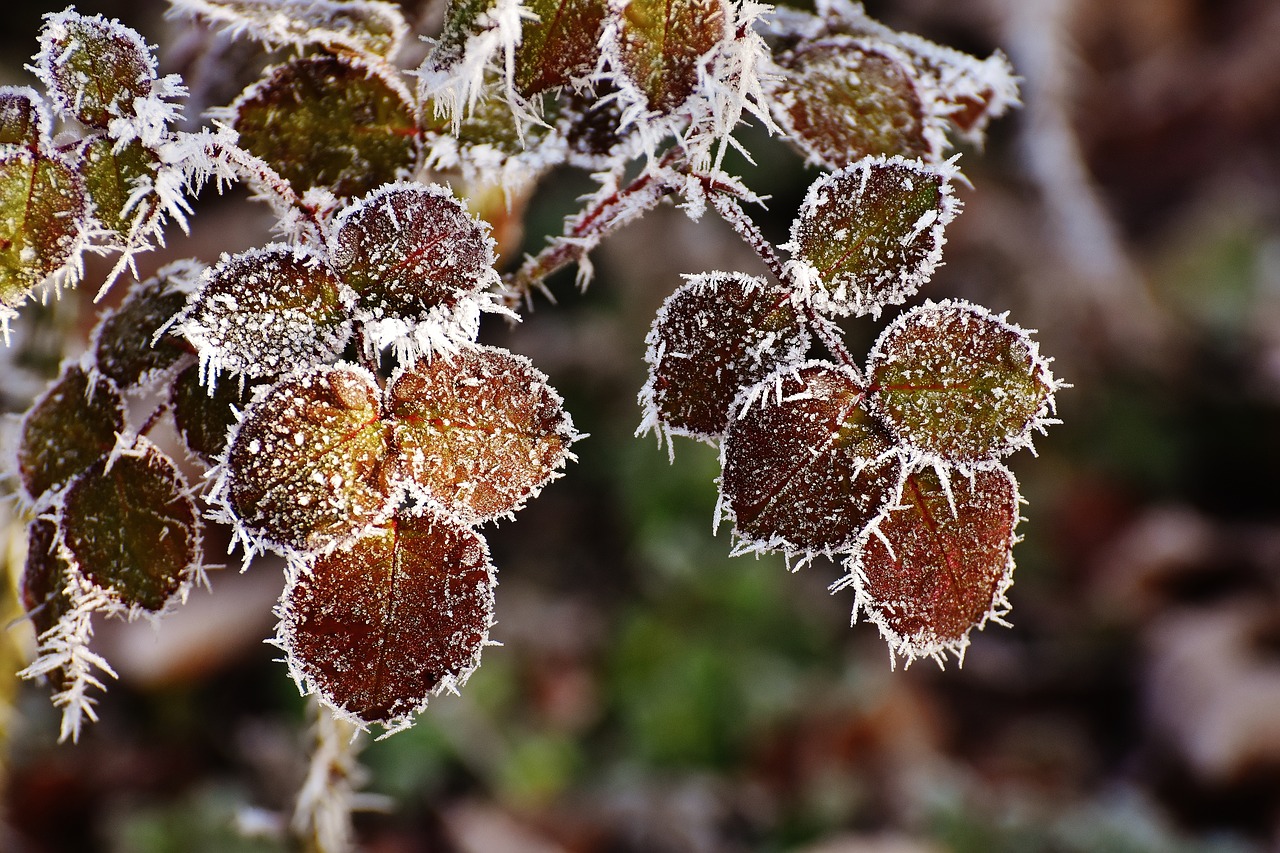 Image - leaves winter frost ice frozen