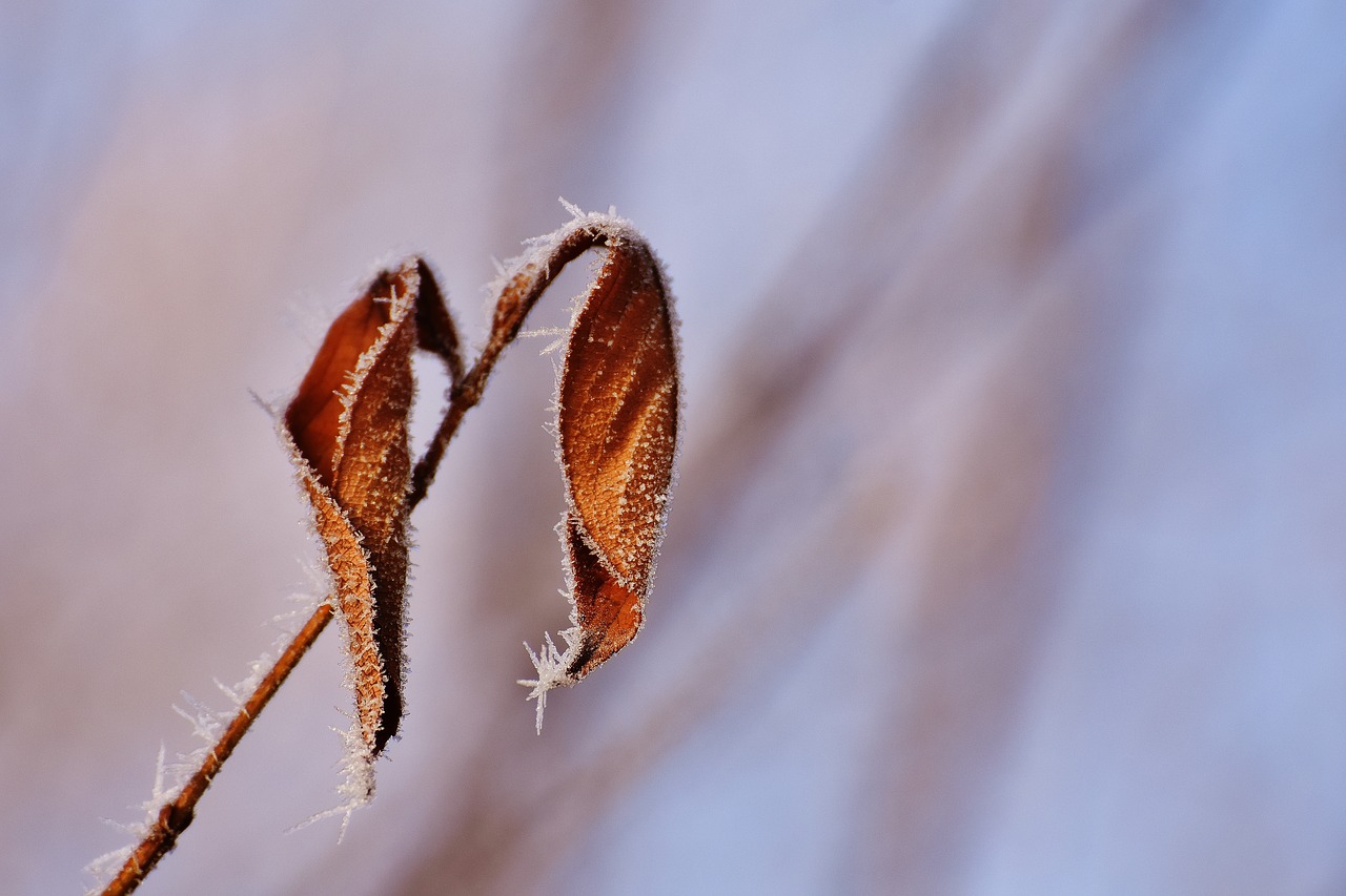 Image - leaves winter frost ice frozen