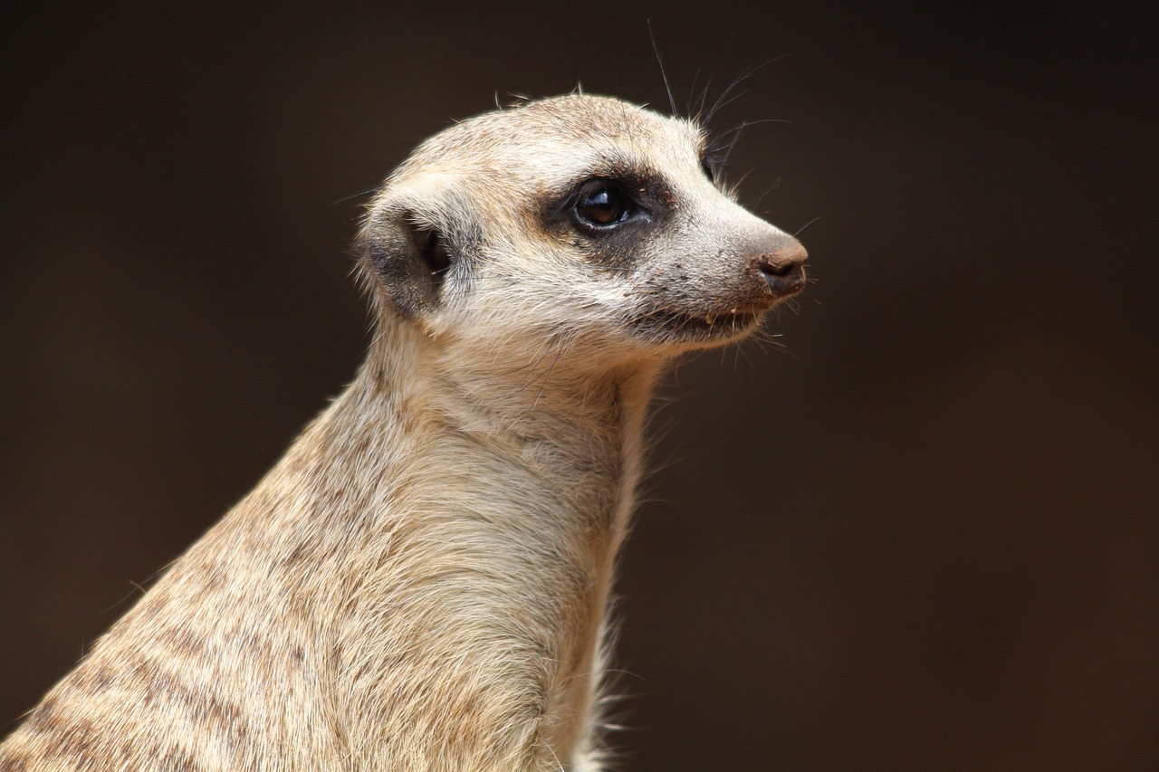 Image - animal meerkat nature ausschau