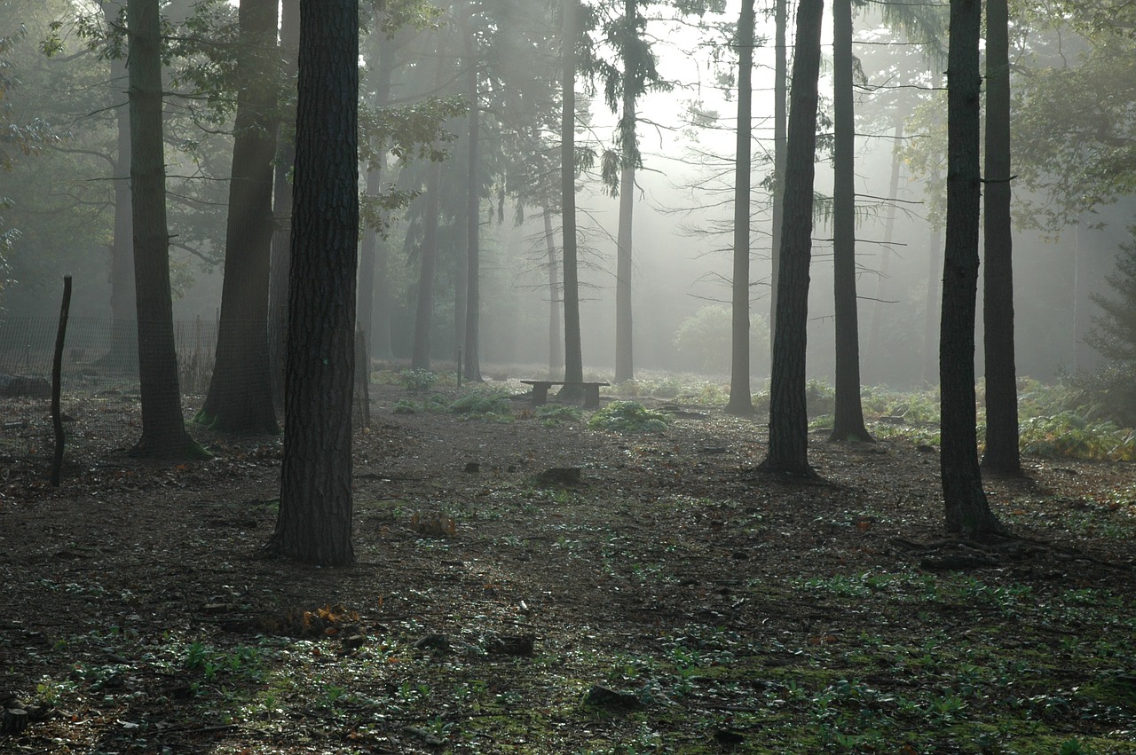 Image - forest woods trees foggy fog