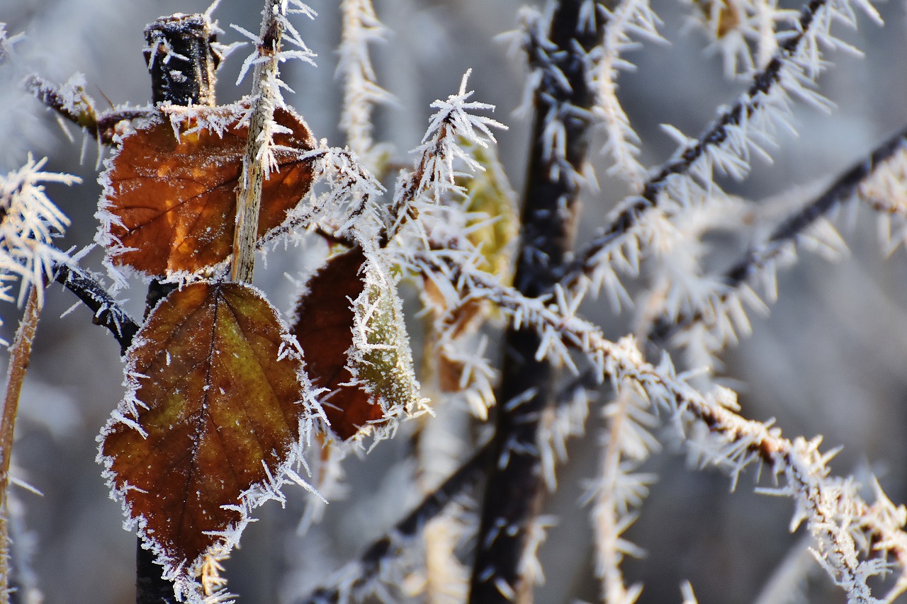 Image - leaves winter frost ice frozen
