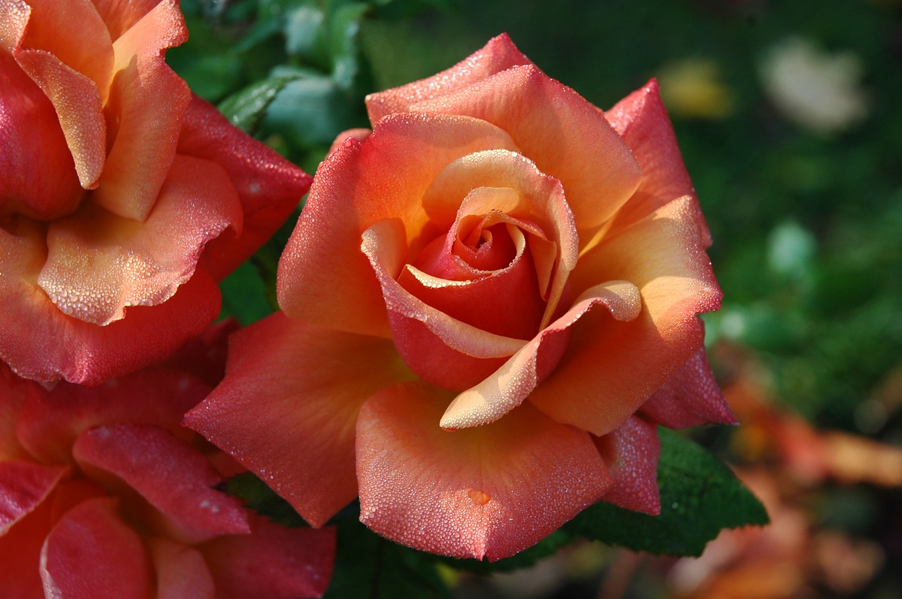 Image - roses flowers pink orange floral