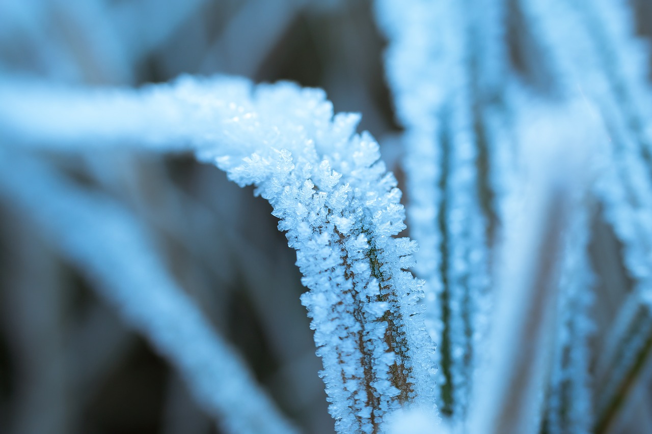 Image - ice eiskristalle frost winter