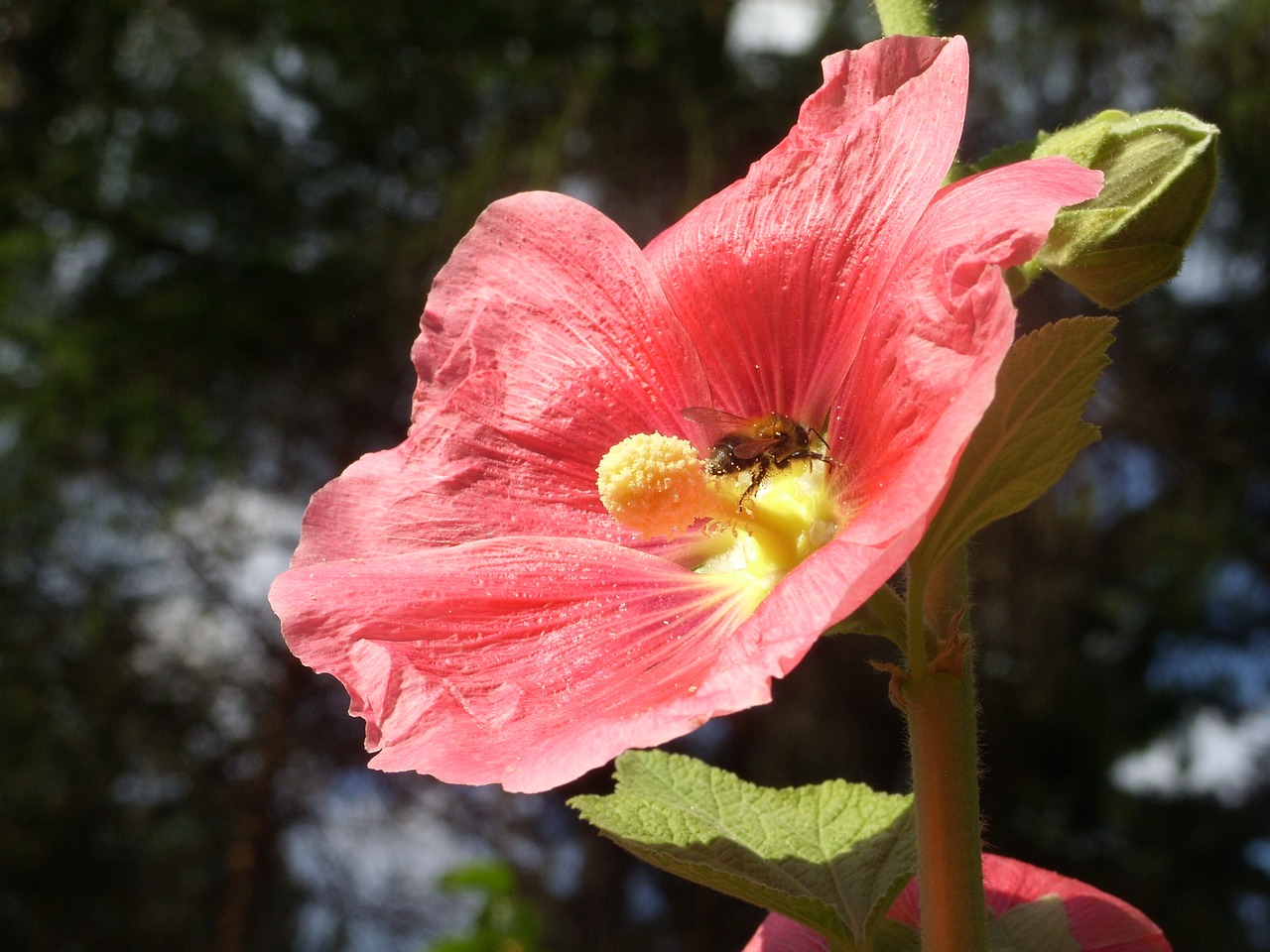 Image - flower bee pollination insect