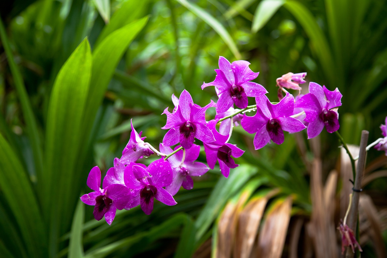 Image - flower purple orchids hawaii