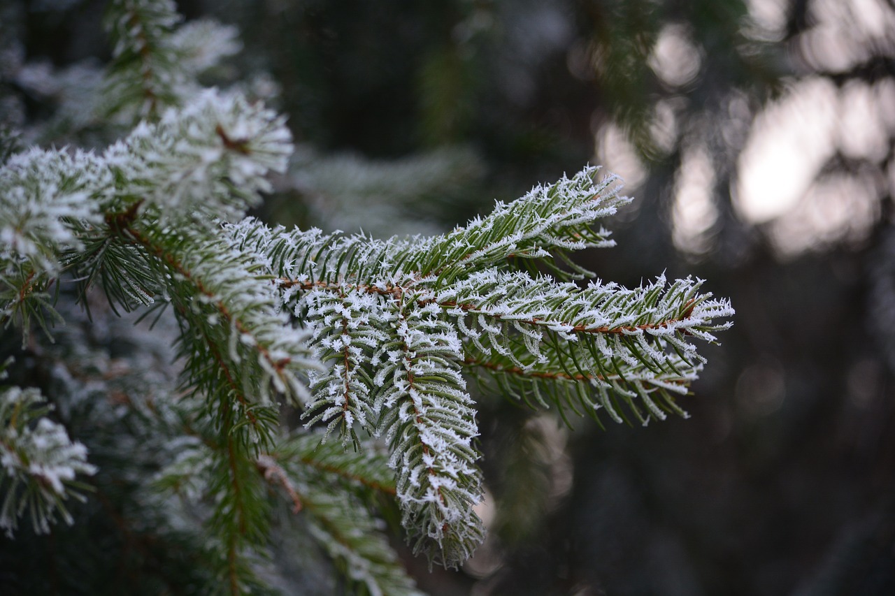 Image - pine frost cold rime nature